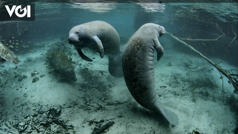 歴史の中で1月9日 クリストファーコロンブスは海牛を人魚と間違えた