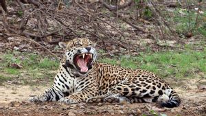Populasi Jaguar Meksiko Meningkat 30 Persen Tapi Masih Terancam Punah