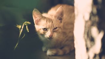 Cats Get Thirsty and Hungry Easily? Recognize Diabetic Characteristics 