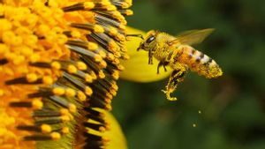 Lebah Penjaga Dilatih untuk Mencium Bahan Peledak dan Narkoba dalam Proyek yang Didanai NATO