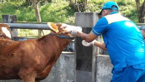 Pemkab Temanggung Terjunkan 222 Petugas Pantau Pemotongan Hewan Kurban