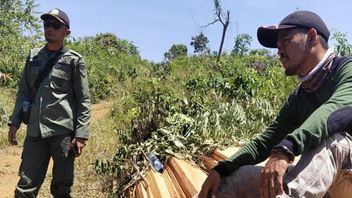 KPHP Mukomuko在国家森林中发现非法木材