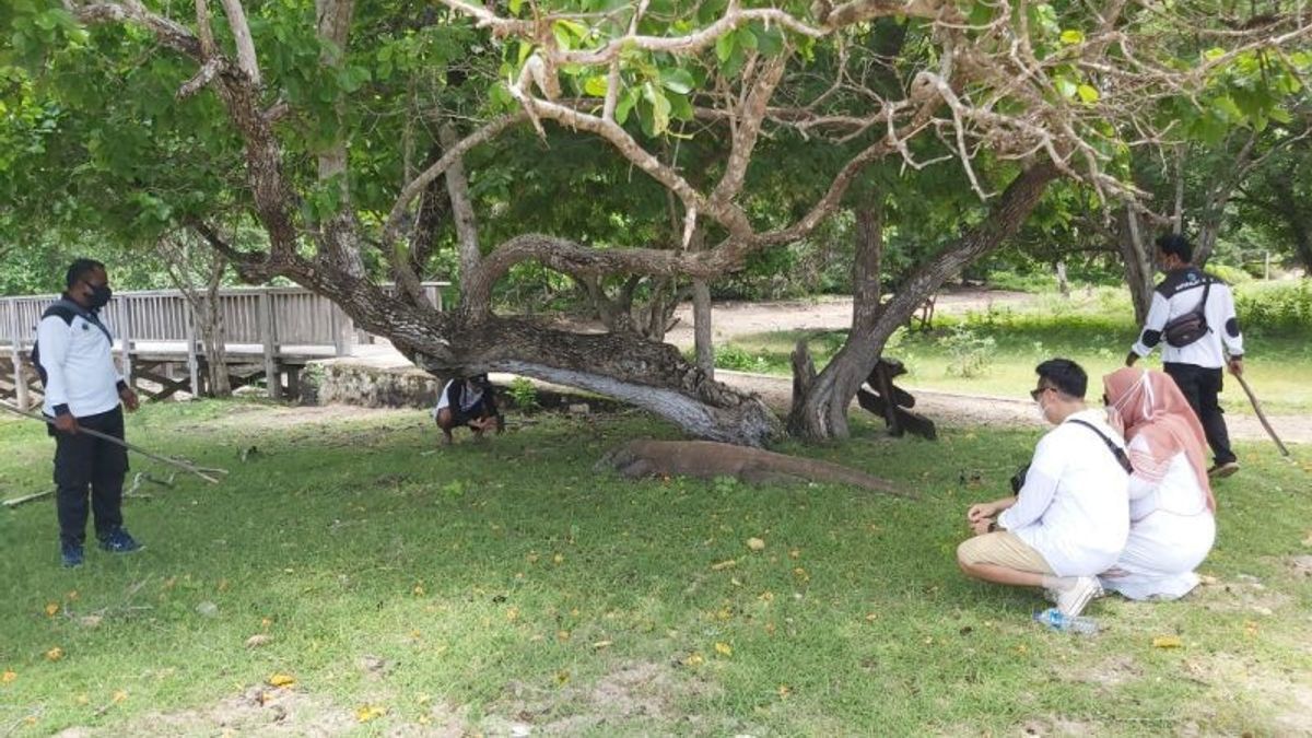 纳闽巴焦的旅游组织同意拒绝科莫多岛门票价格上涨