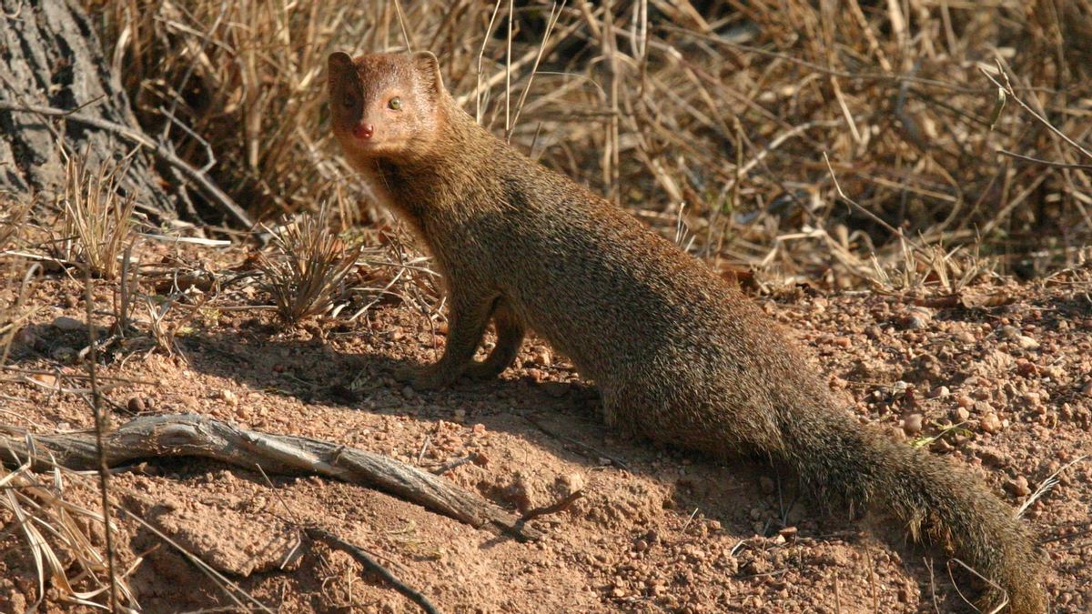 サウスコナウェ国立公園では 26匹のイタチが車両に轢かれた結果として