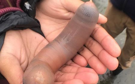 Badai Jadi Penyebab Ribuan Penis Fish Berserakan di Pantai California