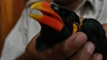 Penyelundupan Delapan Burung Beo Mentawai Berhasil Digagalkan