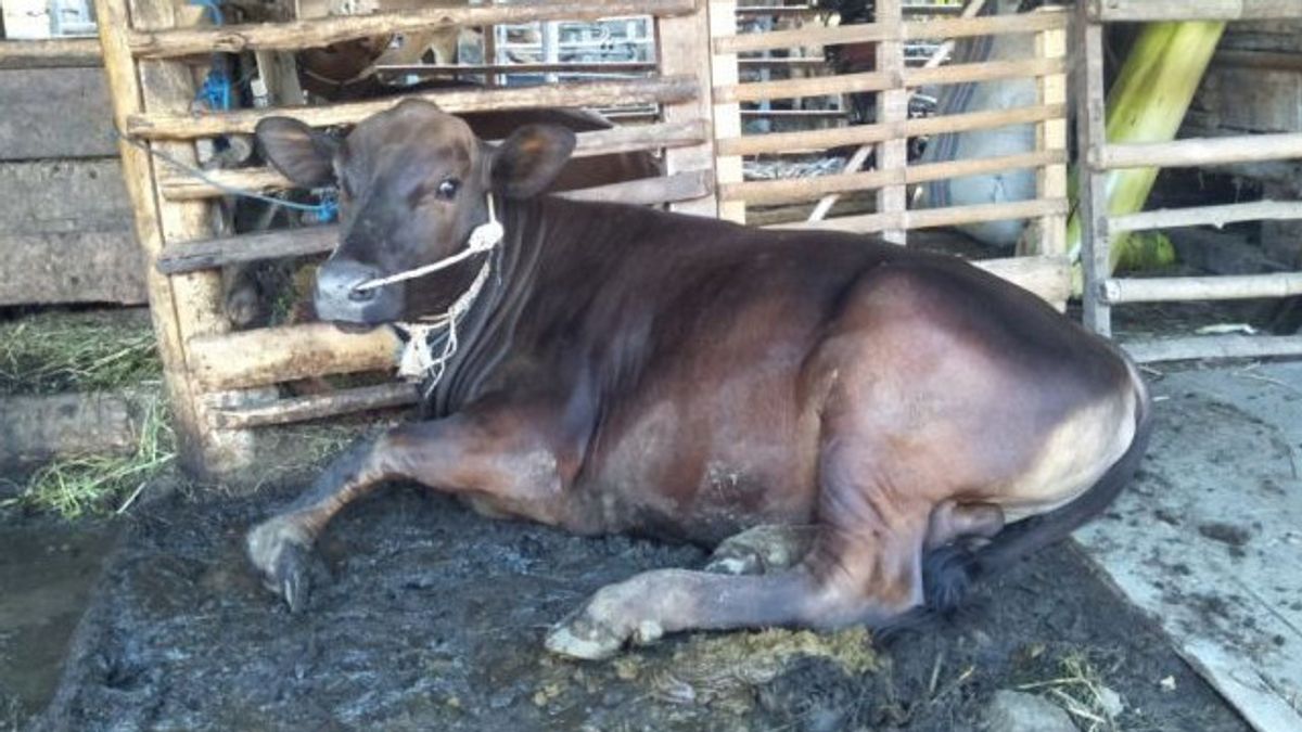 ヘルプ！ロンボク島中部のFMDの影響を受けた家畜は急増し、予算と医療は限られています