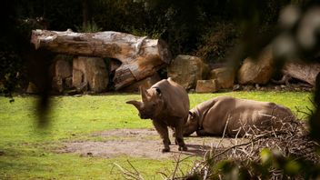 インド、アジアで最も裕福な人の息子が管理する動物園への違法な動物の輸入を調査