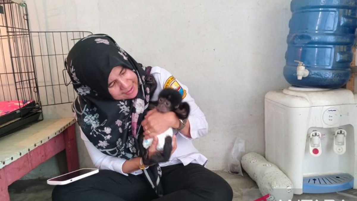 Wait for KKP, Siamang Baby Born in Taman Rimba Jambi is Temporarily Called Medina