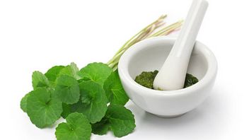 古尔玛认为的7种野生植物原来有益于药物