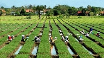 زيادة غلة الحصاد ، وزارة الزراعة تشجع على استخدام بذور الكراث بتقنية TSS