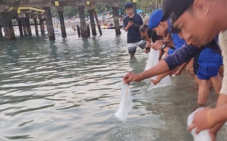 Penyelundupan 9.423 Benih Lobster dari Lombok dan Sumbawa, Polisi Tangkap Kurir Kejar Pemasok