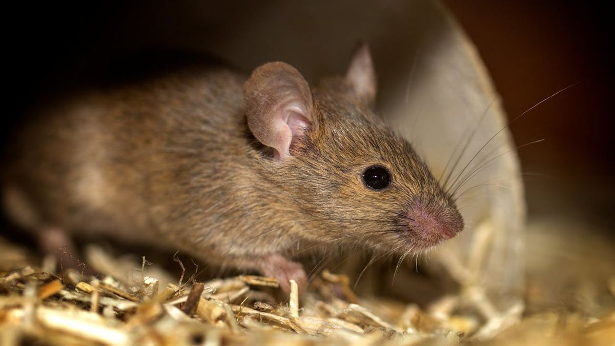 Kasus Hantavirus Andes Muncul di ASEAN Sejak 1970-an