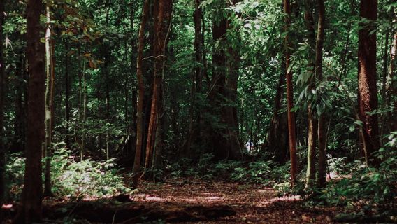 KLHKは、ガス排出削減に重要な役割を果たすベンクル森林の存在を称賛します