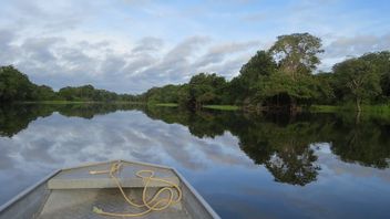 Preserving Amazon Forest, Nemus Publishes NFT For Fundraising