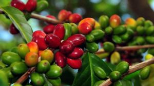 Menunggu Sampai Bosan, Ini lama untuk Pohon kopi Mencapai kematangan