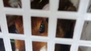 9개월간 소셜미디어에서 쥐사슴 거래 무료, 타식말라야에서 2명 경찰에 체포