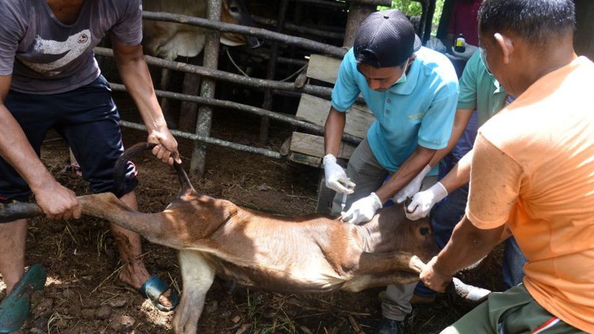 タスクフォース:707,580頭の牛にFMDの予防接種を実施