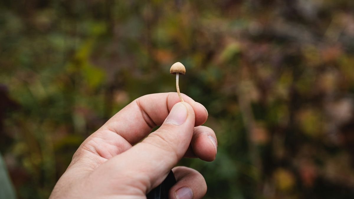 Parlemen Malaysia Ungkap Pelajar SMA di Kelantan Banyak yang Konsumsi Vape 'Magic Mushroom', Penyelidikan Digelar