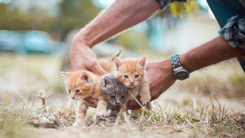 Kantongi Jejak Pelaku, Polisi Limpahkan Kasus Viral Penyiksaan Kucing ke Departemen Hewan Malaysia