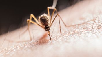  WHO Umumkan Timor Leste Resmi Bebas dari Malaria