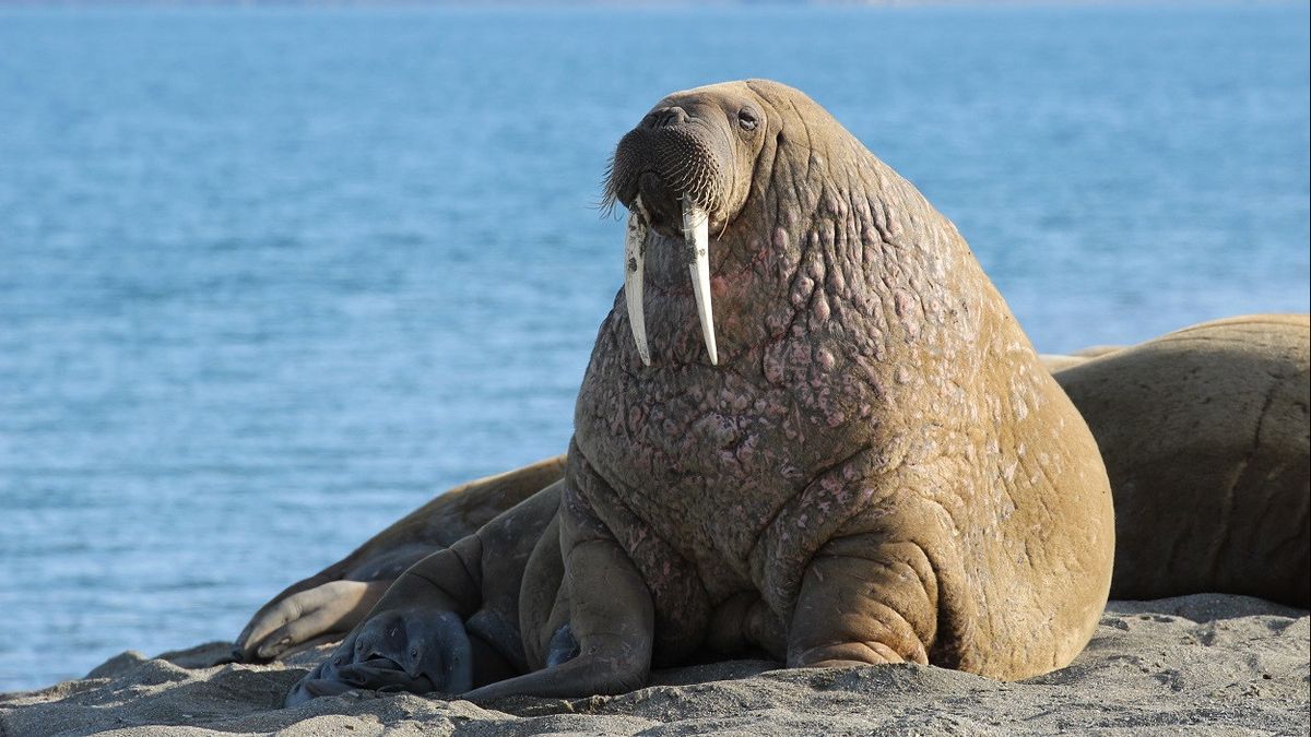 Ribuan Kilometer dari Kutub Utara, Walrus Ini Tersasar ke Pantai Normandia Prancis  