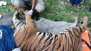 Pembantu Rumah Tangga di Samarinda Tewas Diterkam Harimau, Polisi Tetapkan Majikan Jadi Tersangka