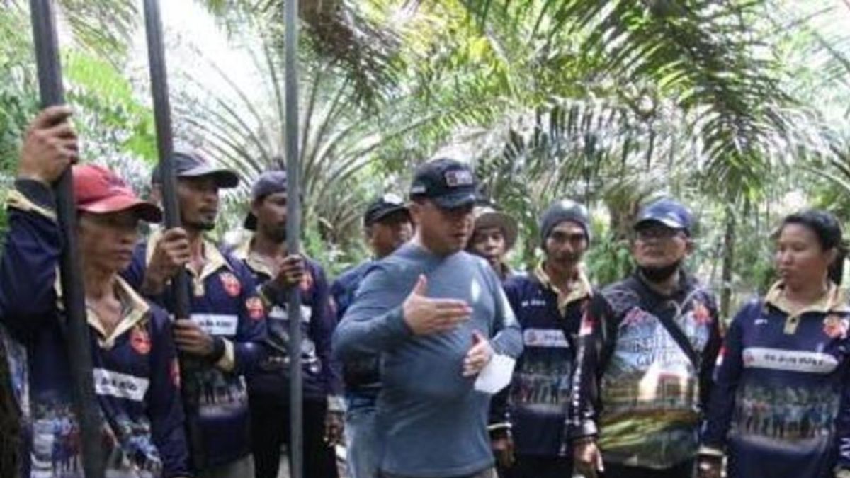 Komiditas Ekspor Bangka Belitung; Pemprov Kembangkan Sistem Tumpang Sari Lada dan Sawit