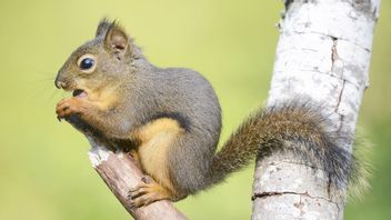 Des écureuils Féroces Attaquent Et Blessent Des Résidents Au Pays De Galles Pendant Les Vacances