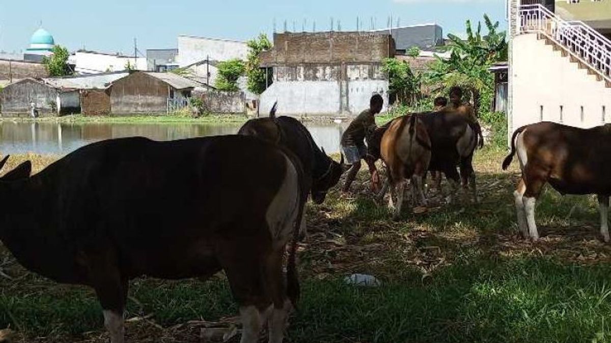 マカッサル市政府がイード・アル・アドハに先立って100の家畜検査チームを配備