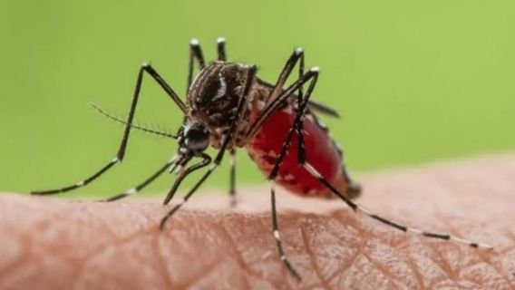 A Series Of Challenges In The Spread Of Wolbachia Mosquitoes