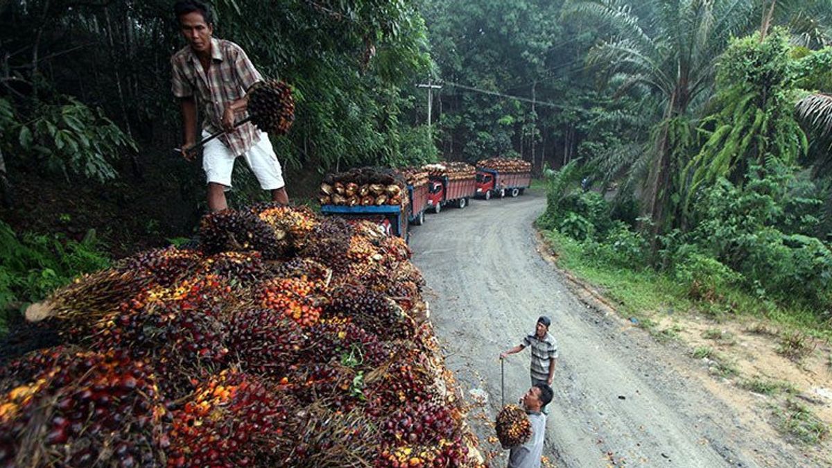 Palm Oil Industry Still Has Great Potential Manpower Absorption