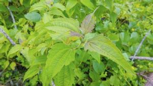 Ragam Manfaat Daun Balakacida untuk Kesehatan, Efek Samping dan Cara Aman Mengonsumsinya