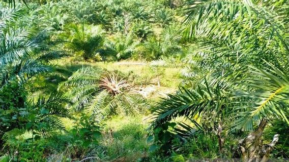 Wild Elephants Ruin Palm Oil Land Residents In West Aceh, BKSDA Asked To Intervene