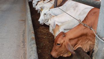 Ahead Of Eid Al-Adha, ID FOOD Monitors Livestock Health And Maintains Meat Stock