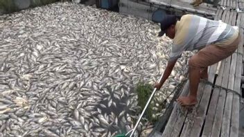Kedung Ombo Boyolali的网箱鱼死亡人数继续增长