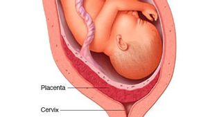 Jaringan yang Menghubungkan Embrio dengan Dinding Uterus Disebut Apa? Temukan Jawabannya di Sini 
