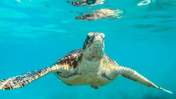可怕！日本渔民屠宰50只绿海龟意外被渔网捕获