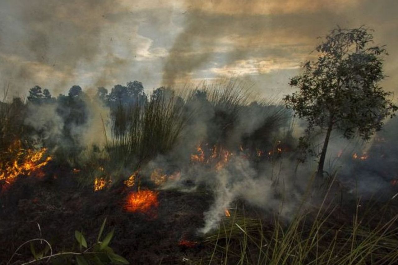 KLHK Sues 22 Companies For Cause Of Forest And Land Fires