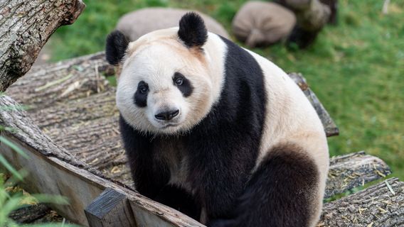 李强雄希望澳大利亚能成为中国巨熊猫的舒适之家