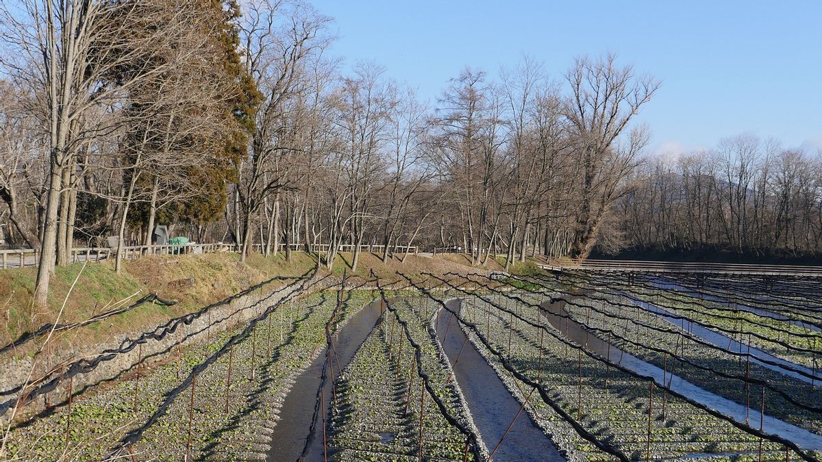 世界で最も高価な野菜は数千万に達することができます