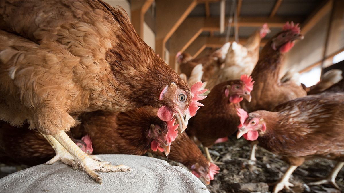KPPUは、長く階層化された流通チェーンが卵と鶏の価格を上昇させると疑われる
