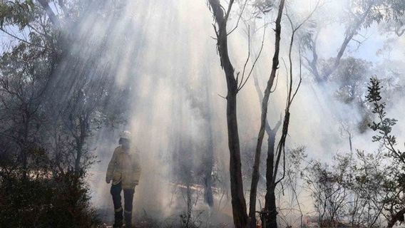 Karhutla In The National Capital, BPDD Extinguishes Hotspots Using Tree Branches