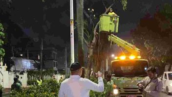 Pondok Indah地铁路上的一棵树,在雷克萨斯汽车事故之后修复