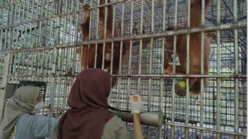 North Sumatra BBKSDA Sends 5 Orangutans To Jambi