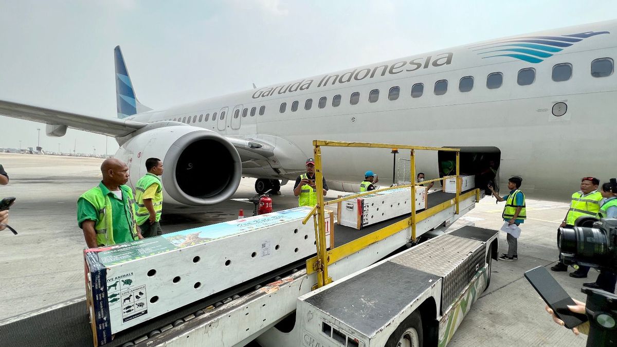 Support Endemic Animal Conservation, Garuda Fly Komodo From Jakarta To Labuan Bajo
