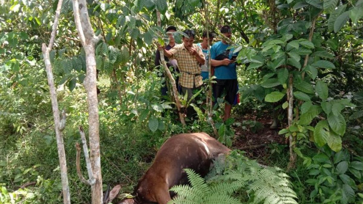 BKSDA Sends A Team Related To Tigers Possessing Cows In North Bengkulu