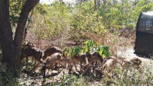 Lepasliarkan 12 Rusa Timor di TNBB Buleleng, Bali Zoo: Hasil Pengembangbiakan