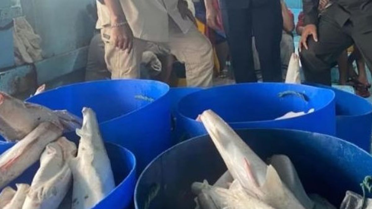 The Smuggling Of 331 Kg Of Shark Meat To East Java Was Thwarted By The Quarantine Center In Aru Maluku