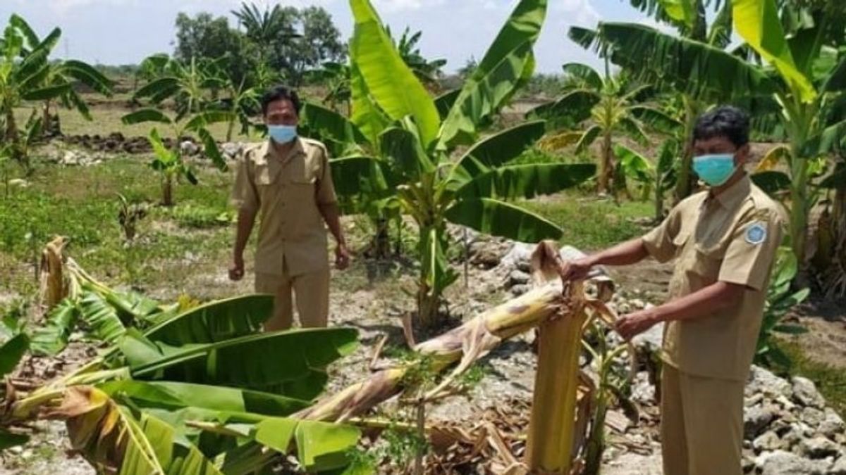 Inspired By The Viral Video 'Greetings From Binjai,' 9 Junior High School Students In Lamongan Uproot 50 Banana Trees Ready To Harvest